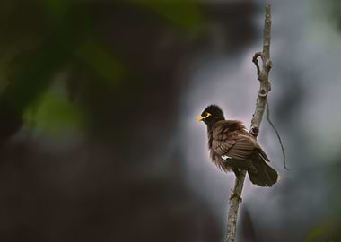 common myna