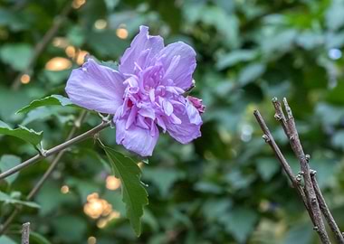 pink hibiscus in bloom