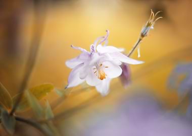 Spring white flower, macro