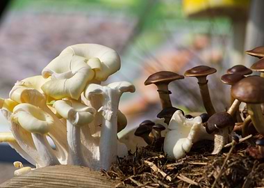 cultivated mushrooms