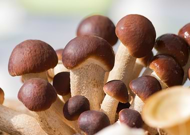 cultivated mushrooms