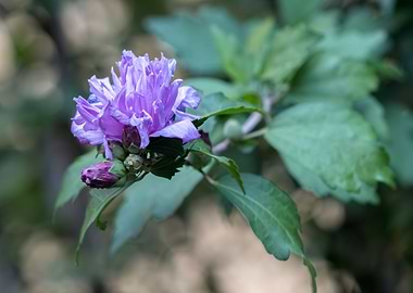 pink hibiscus in bloom