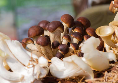 cultivated mushrooms