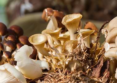 cultivated mushrooms