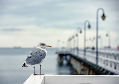 Autumn, pier, sea, seagull