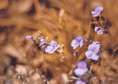 Purple flowers in garden