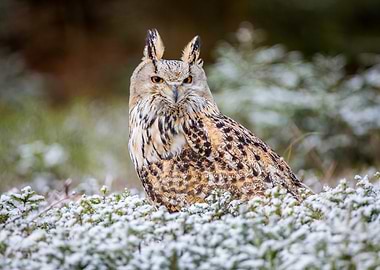 Western Siberian Owl