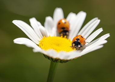 Two ladybugs on a daisy
