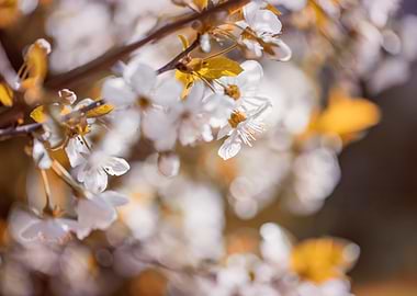 Spring trees,white flowers
