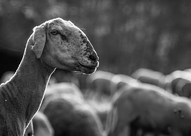 Portrait of sheep in bw