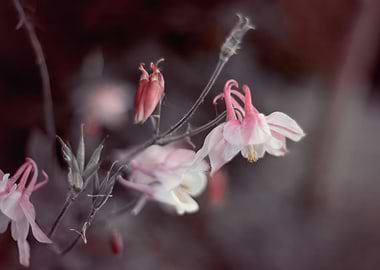 Spring pink flower, garden