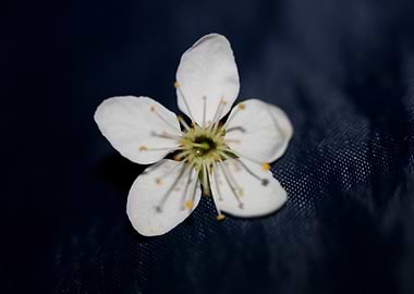 Prunus spinosa Rosaceae
