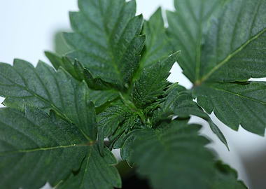 Marihuana leaves close up