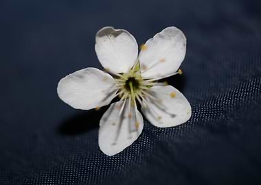 Prunus spinosa Rosaceae