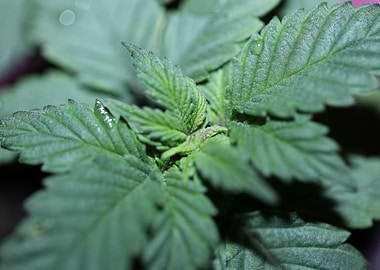 Cannabis plants flowering