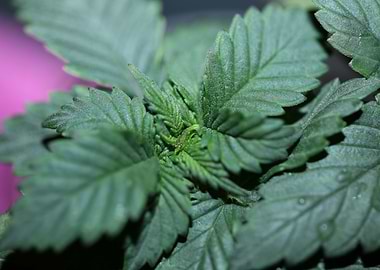 Marihuana flowering macro