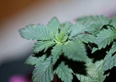 Marihuana flowering macro