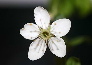Prunus flower Rosaceae