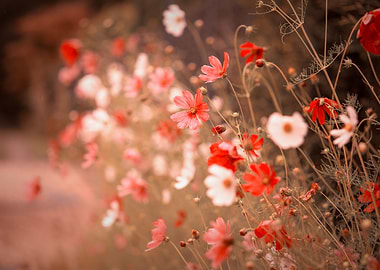 Red flowers,summer garden