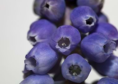 Muscari neglectum flower