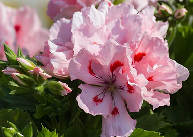carnation in bloom in spri