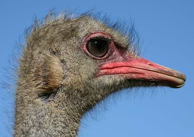 Oscar the Ostrich