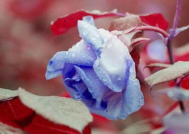 raindrops on the rose in b