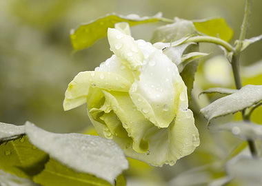 raindrops on the rose in b