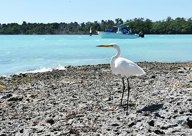 Snowy Bird on Beach