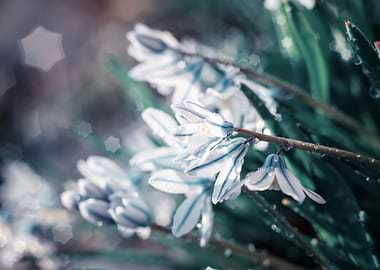 White flower,spring garden