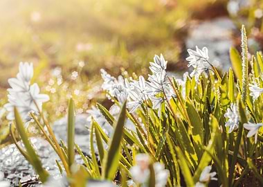 Macro flower,spring garden