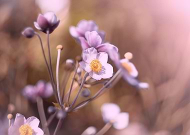 Pink flowers, macro anemon