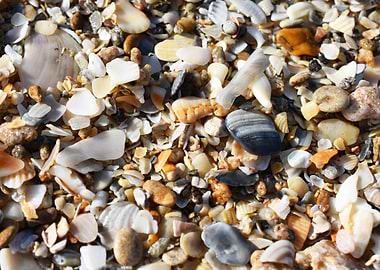 Sediment Shells
