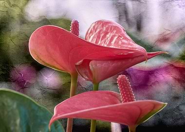anthurium in the vase