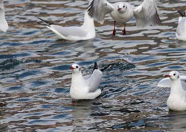 seagull on lake