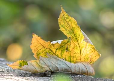 autumn leaf