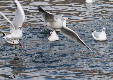 seagull on lake