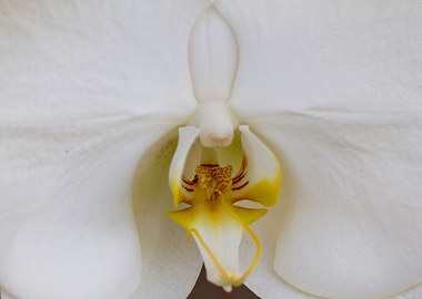 orchid in the garden