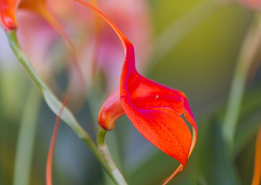orchid in the garden