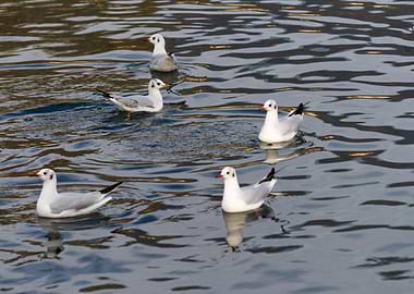 seagull on lake