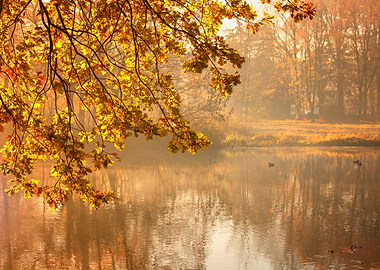 Autumn foggy lake in park