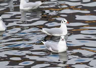 seagull on lake