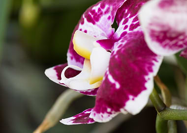 orchid in the garden