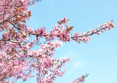 Cherry Blossom Tree