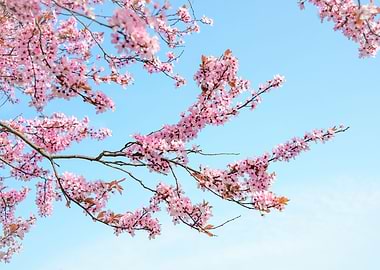 Cherry Blossom Tree