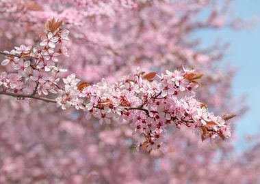 Cherry Blossom Tree