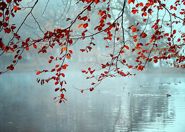 Autumn foggy lake in park