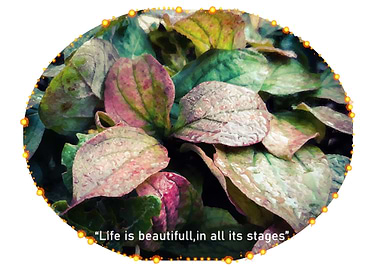 Life beauty in autumn