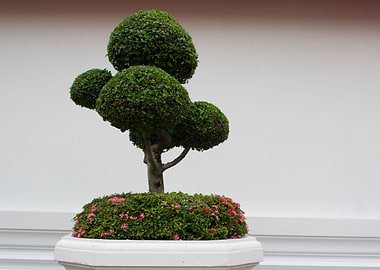 Zen bonsai