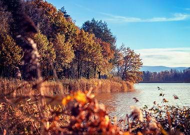 Autumn lake,trees, leaves